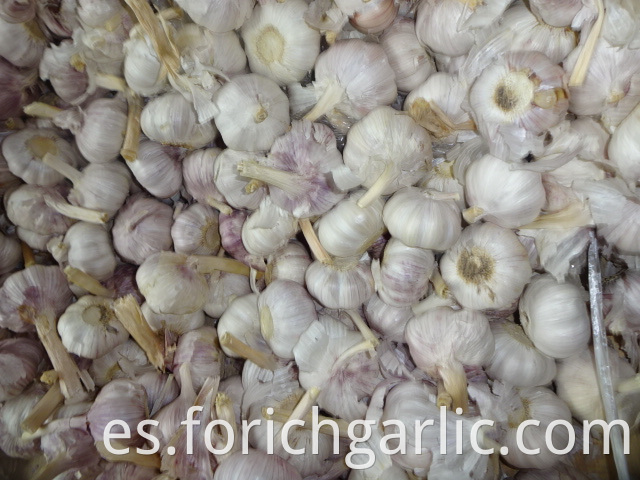 Loose Packing Normal White Garlic 2019